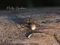 Wolfspinnen [Lycosidae]